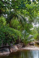 Seychelles - Tropical landscape in mahe island