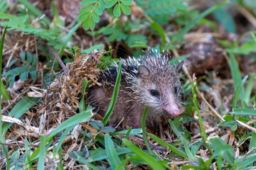 Seychelles - A Wild Tailless Tenrec (Tenrec ecaudatus)