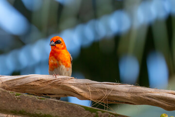 Seychelles - Red Fody (Foudia madagascariensis)