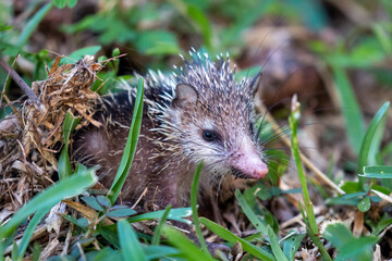 Seychelles - A Wild Tailless Tenrec (Tenrec ecaudatus)