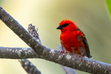 Seychelles - Red Fody (Foudia madagascariensis)