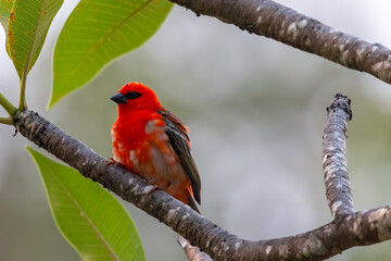 Seychelles - Red Fody (Foudia madagascariensis)