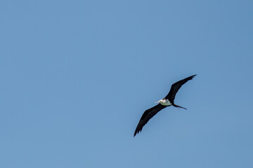 Seychelles - Lesser Frigatebird (Fregata ariel)
