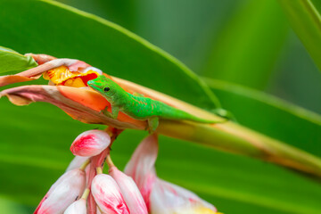 Seychelles - Seychelles day gecko (Phelsuma sundbergi)