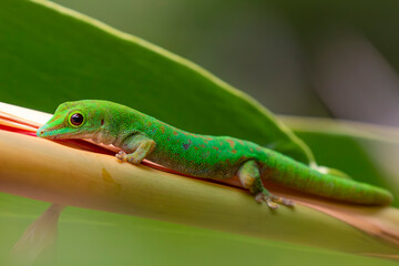 Seychelles - Seychelles day gecko (Phelsuma sundbergi)