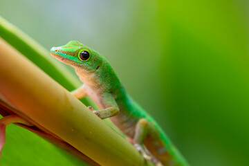 Seychelles - Seychelles day gecko (Phelsuma sundbergi)