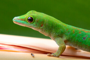 Seychelles - Seychelles day gecko (Phelsuma sundbergi)