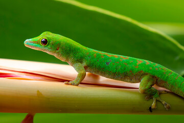 Seychelles - Seychelles day gecko (Phelsuma sundbergi)