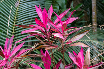 Obraz premium Seychelles - A pink plant - Fond Ferdinant