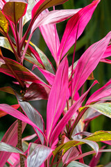 Seychelles - A pink plant - Fond Ferdinant
