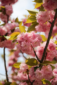 Kanzan cherry tree with double pink flowers