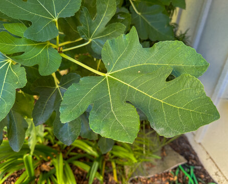 Fig Leaf in close-up