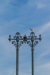 Fototapeta na wymiar White seagull stands atop a street lamp against the backdrop of a vast blue sky