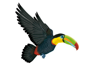 oiseau, toucan, animal, bec, tropical, nature, coloré, dépaysant, perroquet, sauvage, faune, jaune, coloré, brésil, dessin animé, noir, empennage, jungle, en vol, jardin zoologique, orange, couleur, 