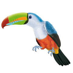 oiseau, toucan, animal, bec, tropical, nature, coloré, dépaysant, perroquet, sauvage, faune, jaune, coloré, brésil, dessin animé, noir, empennage, jungle, isolé, jardin zoologique, orange, couleur, br