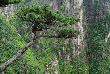Pine tree in Yellow Mountains, Huanshan, Anhui Province, China
