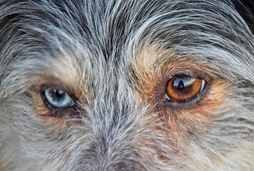 Close-up portrait of a Mini Australian Shepherd with heterochromia, differently colored eyes