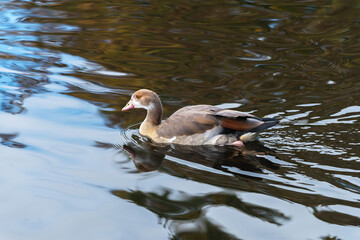 Young Egyptian goose (Alopochen aegyptiaca) swimming on the lake