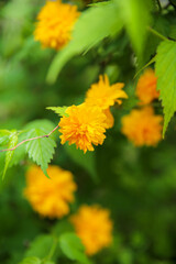 花壇の植え込みの山吹の黄色い花