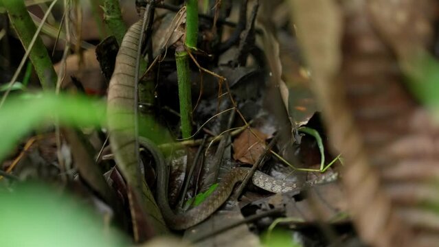 Closeup of Psammodynastes pulverulentus snake on green dry leaves on the ground