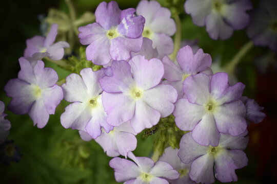 primula sieboldii