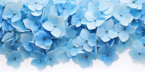 Foto op Aluminium Beautiful blue hydrangea flowers on light blue background. blue hydrangea flowers on white background, close-up  © Nadezhda