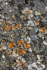 Icelandic lichen