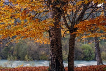Autumn in Ordesa, Pyrenees. Spain - 672421041