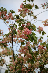 満開で若葉も目立つ御衣黄桜