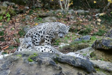 Two snow leopards (Panthera uncia) in a confined area