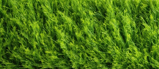 Design element consisting of a textured background with green grass
