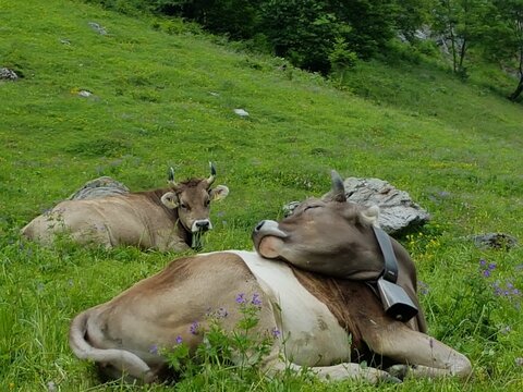 Herd of Brown Swiss cows in a lush meadow, with a rolling hill in the background
