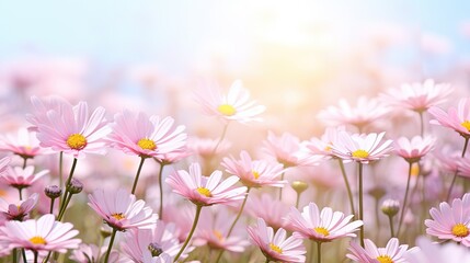  a field full of pink daisies with a blue sky in the background and a sunbeam in the foreground.  generative ai