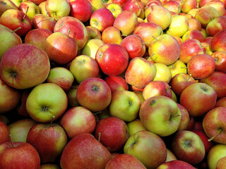 Jabłka Jonagored, zbiory owoców w Belgii.