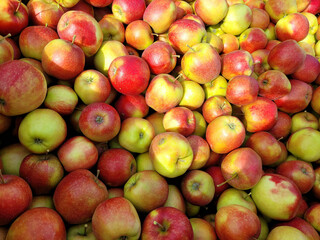 Jabłka Jonagored, zbiory owoców w Belgii. - obrazy, fototapety, plakaty