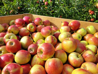 Zbiory jabłek w Belgii, odmiana Jonagored,.  - obrazy, fototapety, plakaty