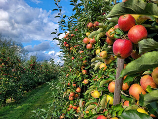 Sad jabłoni, dojrzewające jabłka. Belgia.