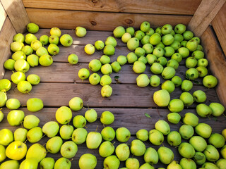 Zielone jabłka w skrzyni, Golden Delicious, Zbiory w Belgii. - obrazy, fototapety, plakaty