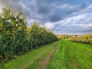 Fototapeta na wymiar Sad jabłoni w Belgii, uprawa owoców.
