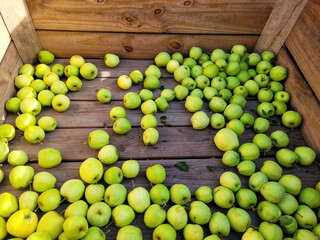 Zielone jabłka w skrzyni, Golden Delicious, Zbiory w Belgii. - obrazy, fototapety, plakaty
