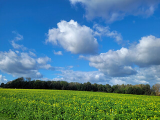 Krajobraz Belgii i błękitne niebo latem. - obrazy, fototapety, plakaty