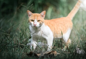 Orange and white cat struts across a lush green grassy field in a shady forest - obrazy, fototapety, plakaty