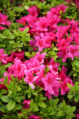 花壇に咲く満開の躑躅の花