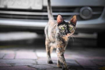 Cat with bright green eyes cautiously walks along a paved street, passing a parked car