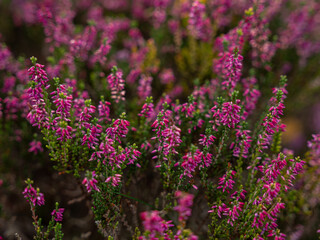 flowers in the garden
