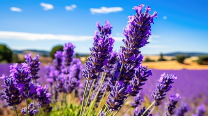 Obraz premium a field of lavender flowers with a blue sky and clouds in the background in the background is a field of lavender flowers with a blue sky and clouds in the foreground. generative ai