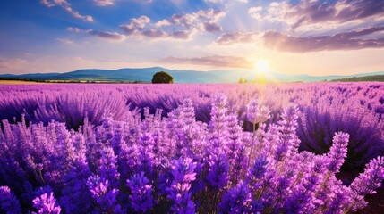 Fototapeta premium a field full of purple flowers with the sun setting in the middle of the field in the middle of the day. generative ai