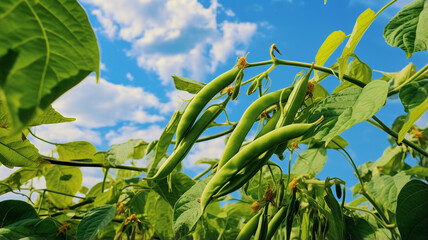 green bean field with blue sky.