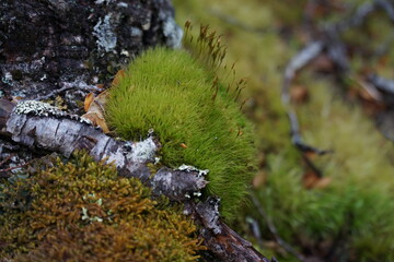 Moss and the vegetation of the few remaining virgin forests on earth, Santa Cruz Province,...