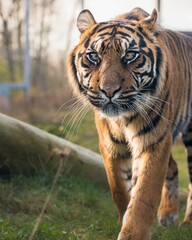 Majestic Bengal tiger walking in its natural habitat.